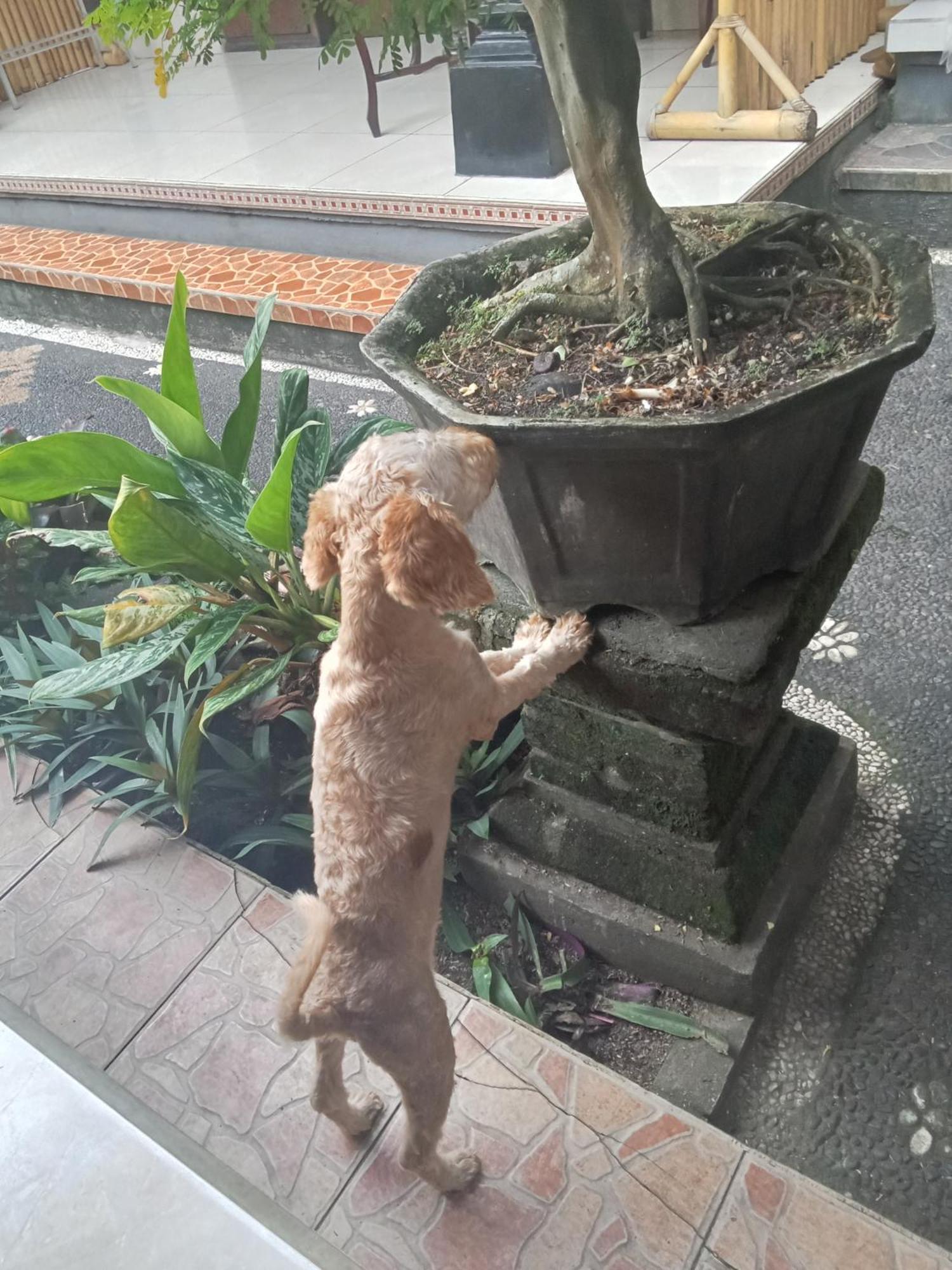 Dewi Antara Homestay Ubud  Phòng bức ảnh